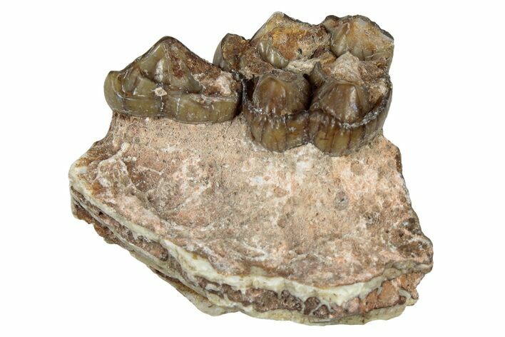 Fossil Oreodont (Merycoidodon) Jaw Section - South Dakota #300347